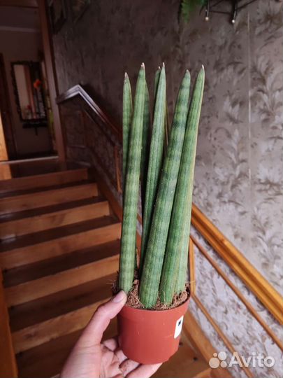 Сансевиерия цилиндрика