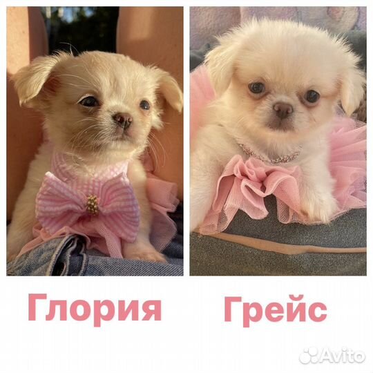 Кремовая девочка чихуахуа длинношерстная