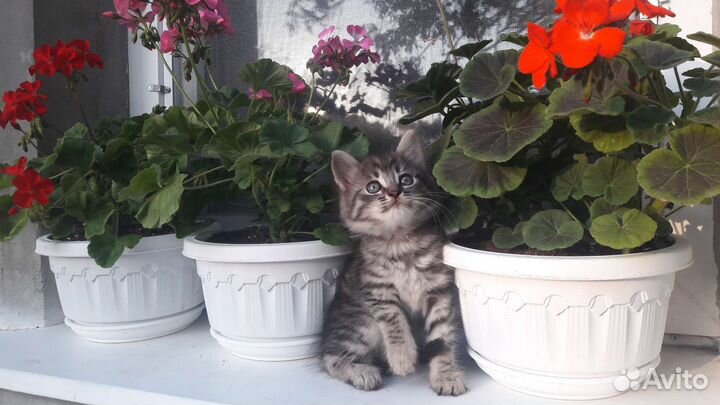 Котики для души)