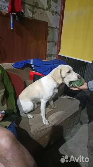 Найдена собака