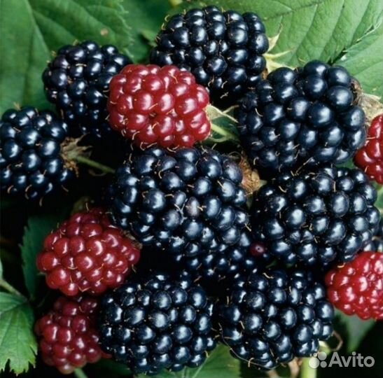 Ежевика Блэк Сатин