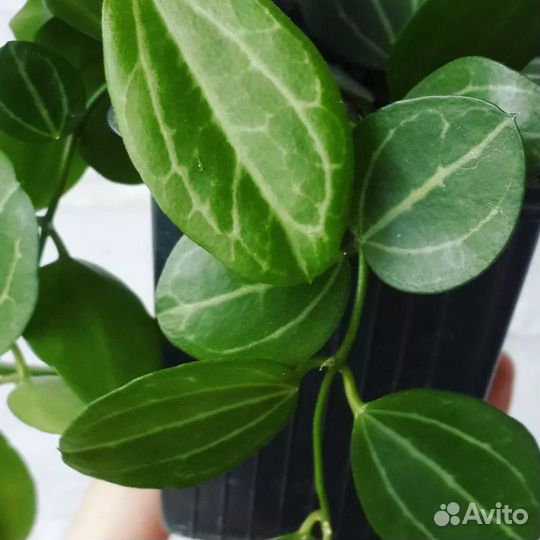 Дисхидия овата