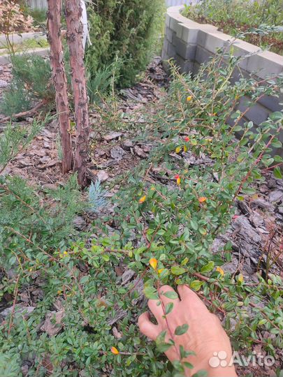 Кизильник гибридный Корал Бьюти (Coral Beauty)