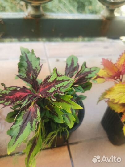 Домашние цветы