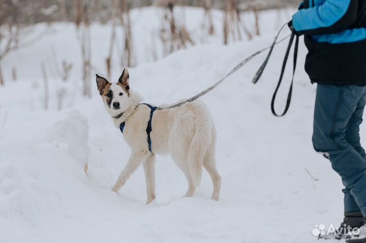 Шпиц в добрые руки