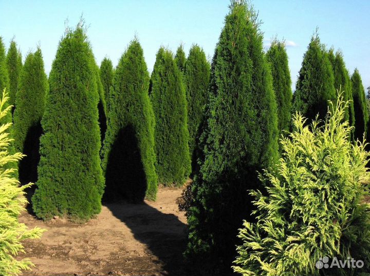 Туя зеленая