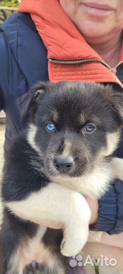 Щенок хаски