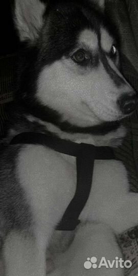 Хаски девочка