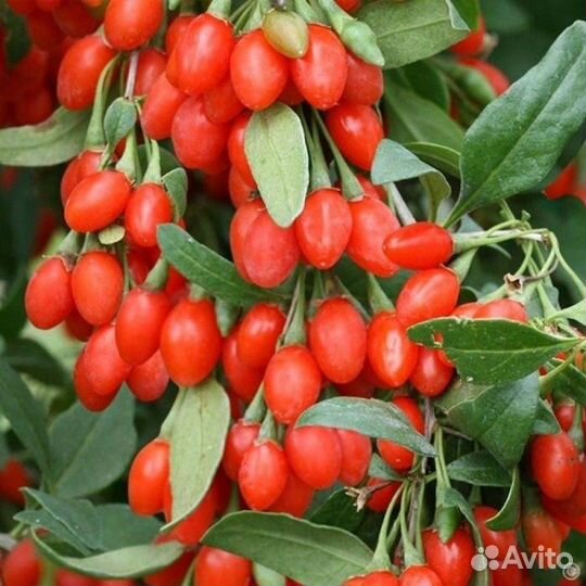 Ягоды годжи