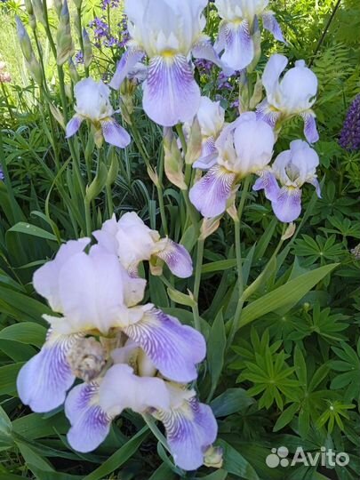 Многолетники для сада:клематис,ирисы, флоксы,фиалк