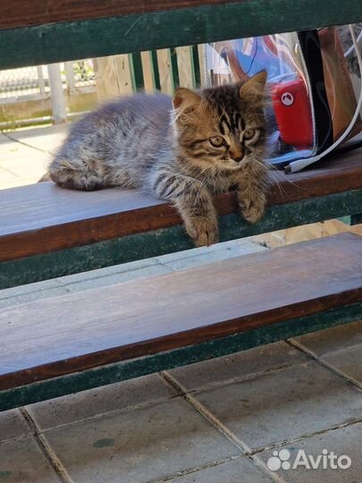 Отдам породистого котенка в добрые руки