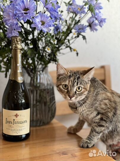 Кошка подружка бесплатно