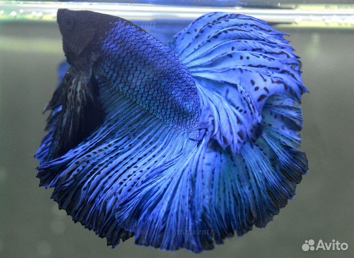 Петушок халф-мун и супер-дельта