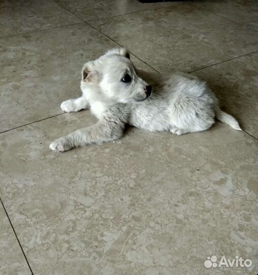 Щенки в добрые руки