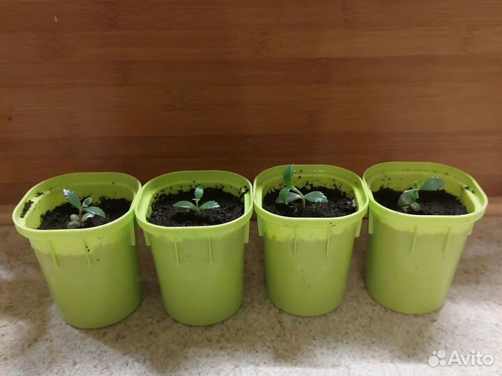 Каланхоэ лечебный Дегремона(живородящее)