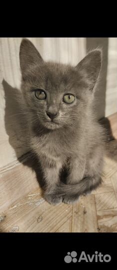 Котята в добрые руки приучены к лотку