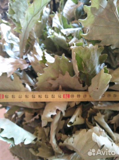 Веники дубовые