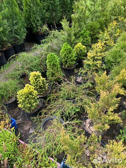 Туя Смарагд ель можевельник