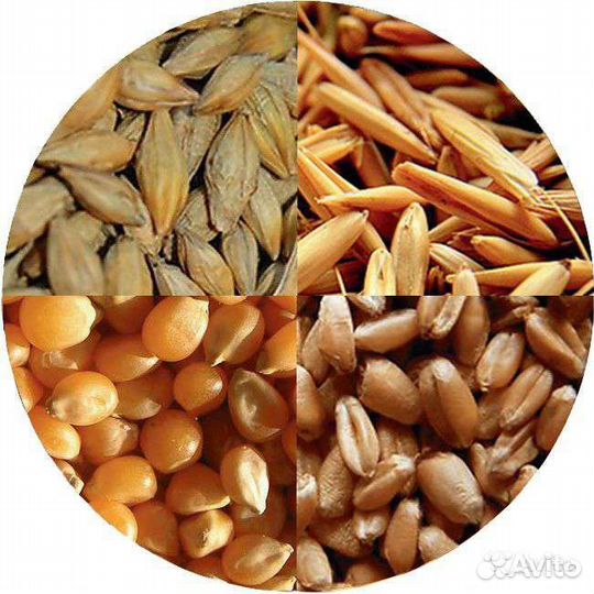 Зерно розницу