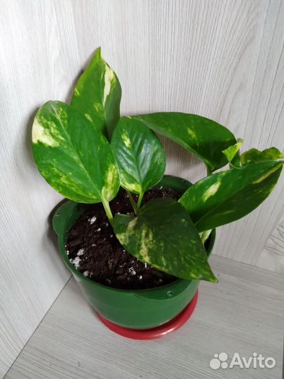 Граптофиллум