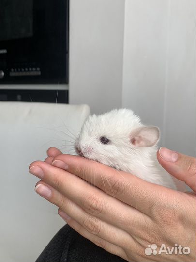 Шиншилленок
