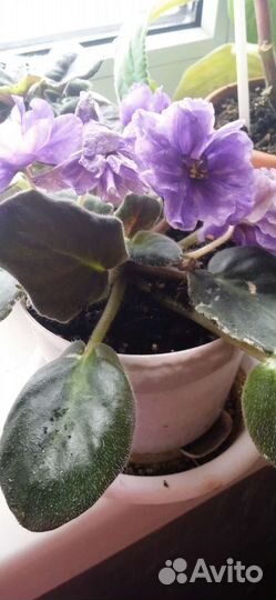 Фиалки коллекционные