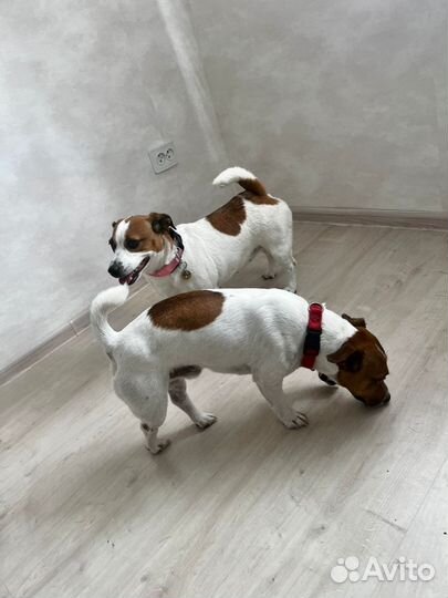 Джек Рассел терьер