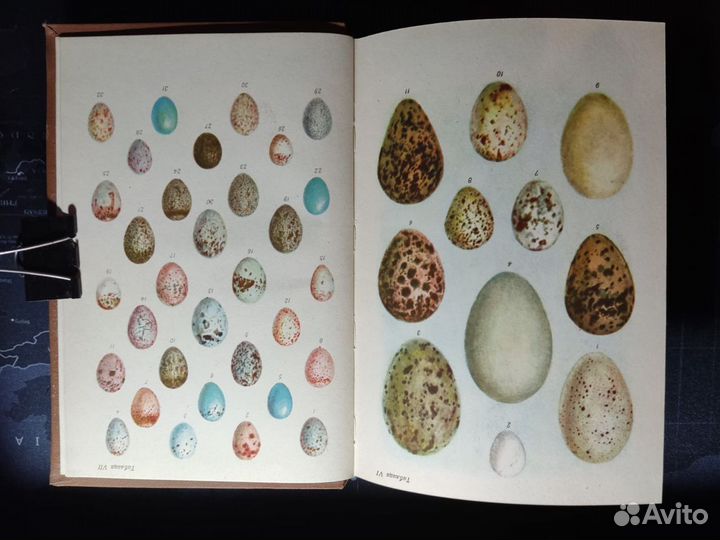 Птицы в природе. Дикие птицы