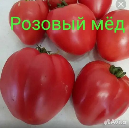 Рассада томатов