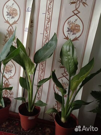Стрелиция комнатные цветы растения