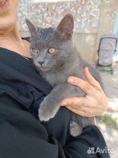 Котёнок Британец