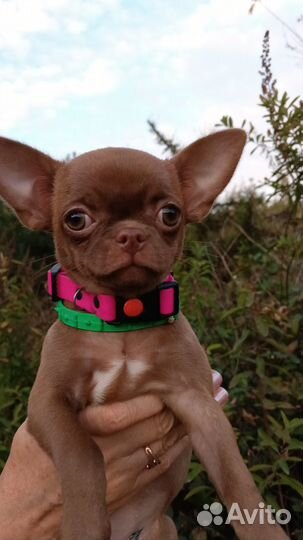 Девочка Чихуахуа