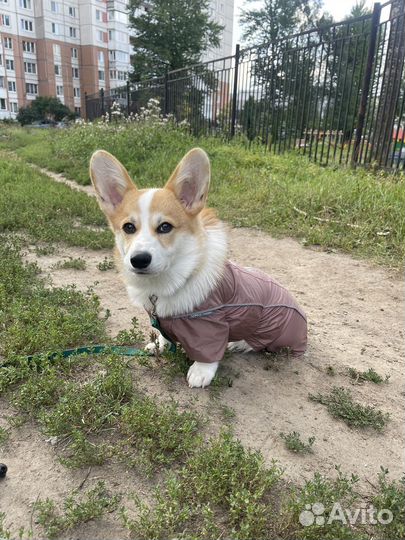 Комбинезон для корги (кобель)