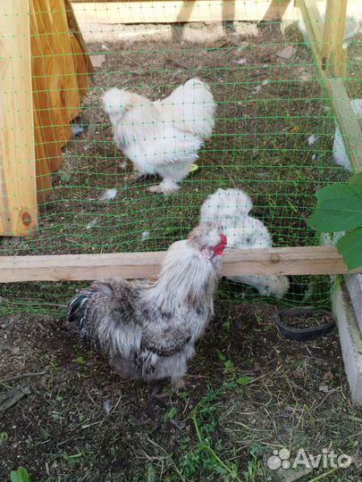 Инкубационное яйцо китайские шелковые куры