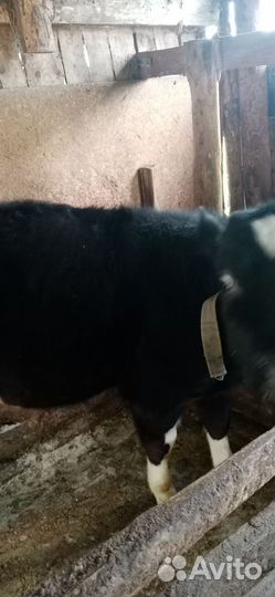 Телка,бычек