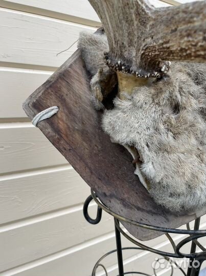 Рога изюбря (изюбра)