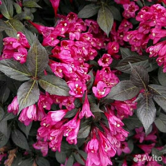 Вейгела, Рябинник