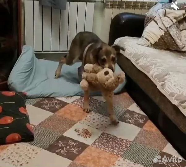Собачка в добрые руки