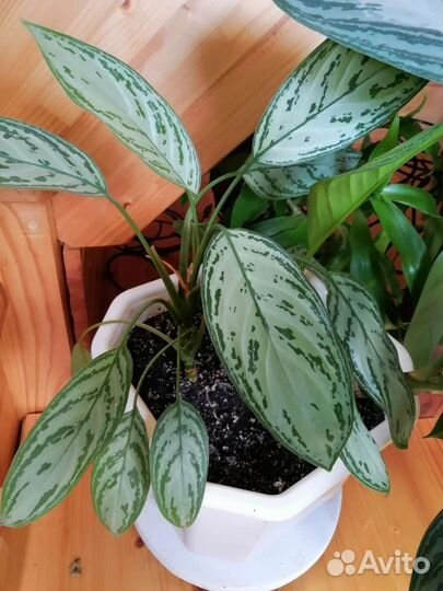 Фикус Бенгальский Андре