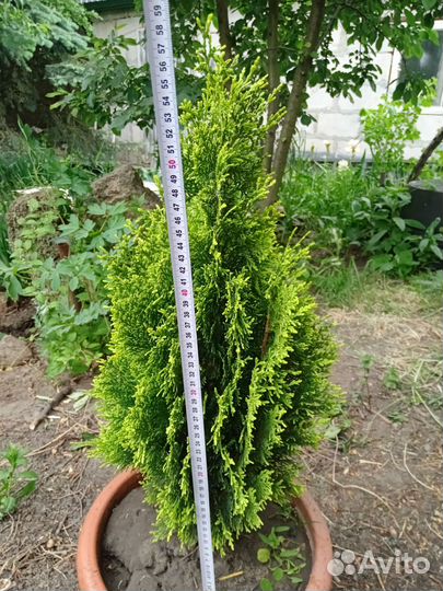 Туя западная голден смарагд