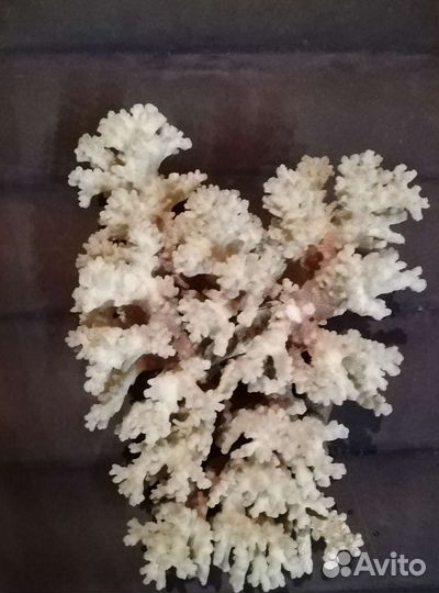 Морской коралл