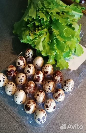 Перепелиные яйца