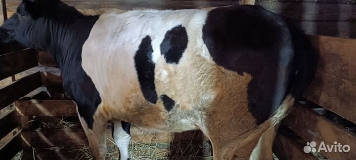 Стельная телка