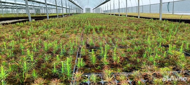 Сеянцы сосны обыкновенной зкс