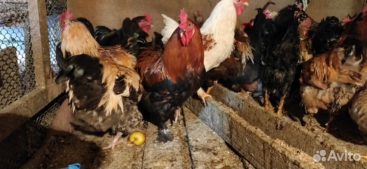 Петухи Брама