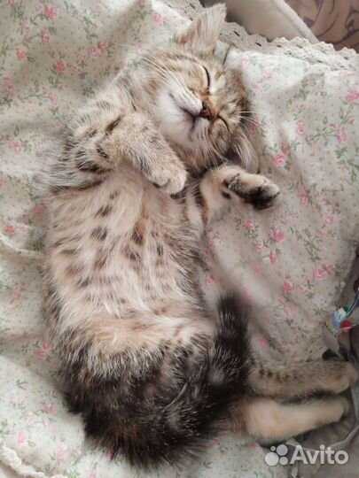 Кошка в дар бесплатно