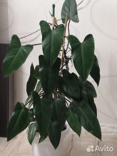 Филадендрон