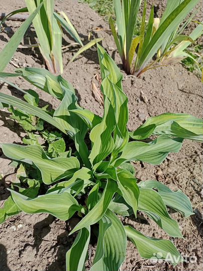 Хоста, антемис, роза парковая, рудбекия