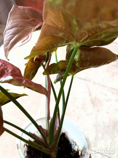 Сингониум Малиновый крем