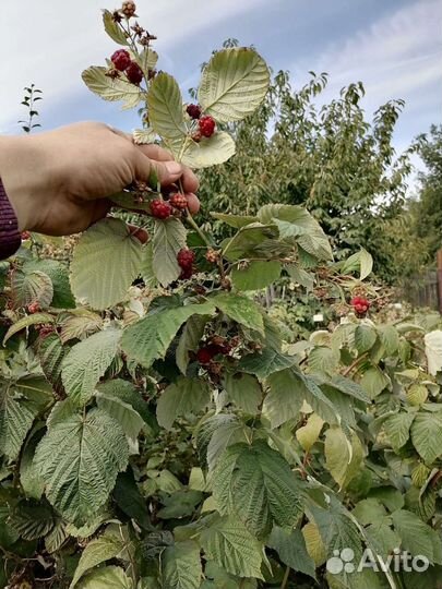 Саженцы ремонтантной малины